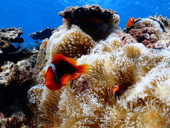 【貸切】シュノーケルツアー 万全なレクチャーで初心者も安心！美しい海の景色を楽しむマリンアクティビティ＜5歳から参加OK／宮古島or伊良部島＞