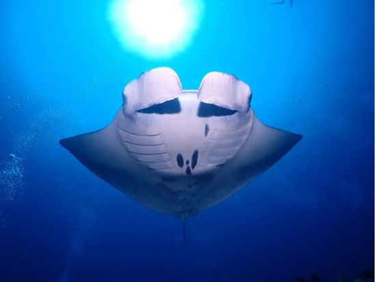 チービシファンダイビング  美しいサンゴ礁と海の生物に出会う冒険！＜半日／2ダイブ／那覇市内送迎無料／水中写真プレゼント／那覇市発＞