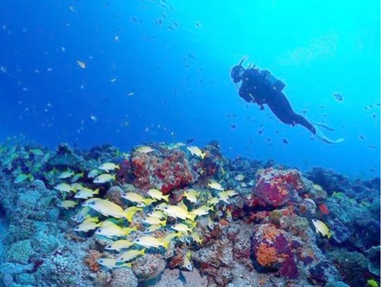 チービシファンダイビング  美しいサンゴ礁と海の生物に出会う冒険！＜半日／2ダイブ／那覇市内送迎無料／水中写真プレゼント／那覇市発＞