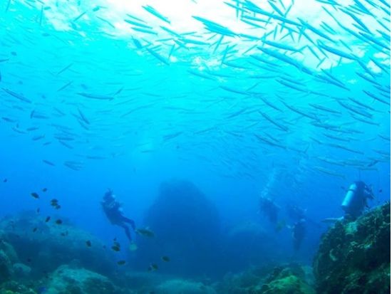 チービシ体験ダイビング 1ダイブor2ダイブから選択可能 透明度抜群の海でダイビングデビュー＜半日／那覇市内送迎無料／水中写真プレゼント／那覇市発＞