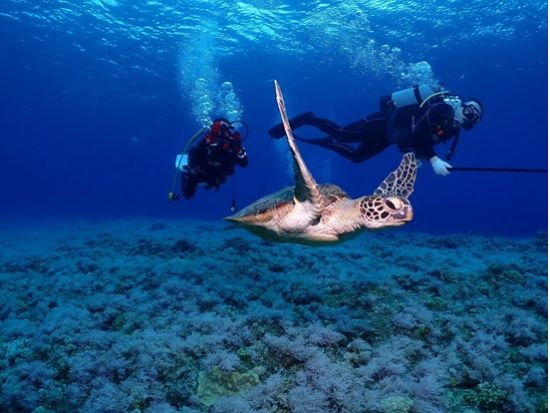 チービシ体験ダイビング 1ダイブor2ダイブから選択可能 透明度抜群の海でダイビングデビュー＜半日／那覇市内送迎無料／水中写真プレゼント／那覇市発＞