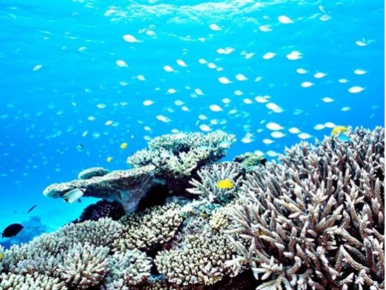 チービシ体験ダイビング 1ダイブor2ダイブから選択可能 透明度抜群の海でダイビングデビュー＜半日／那覇市内送迎無料／水中写真プレゼント／那覇市発＞