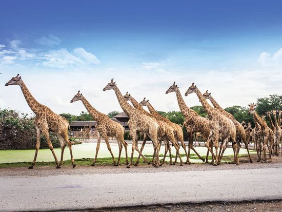 サファリパーク