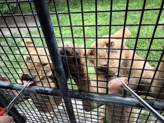 ライオン餌やり体験付2