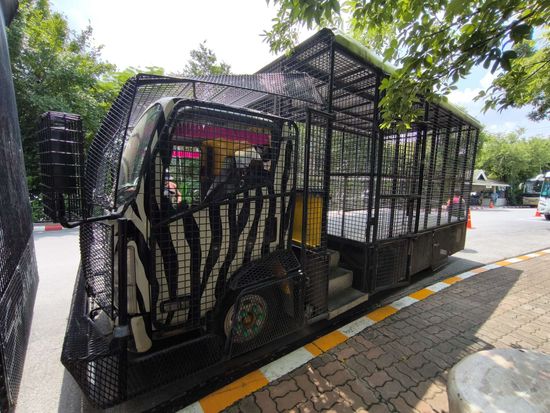 ライオン餌やり体験付6