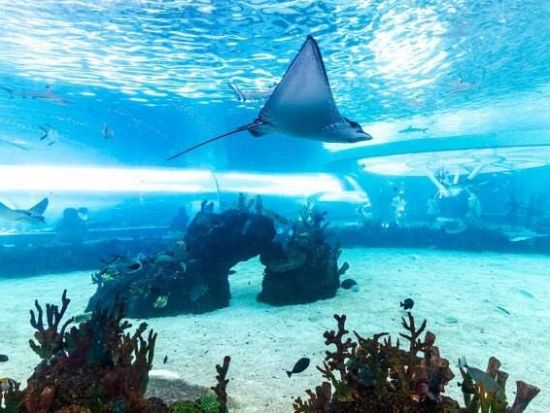 フィリピン最大級の水族館「セブ・オーシャンパーク」入場！セブ島最大級のショッピングモール SMシーサイドでショッピング付プランあり＜日本語ガイド／往復送迎付き＞