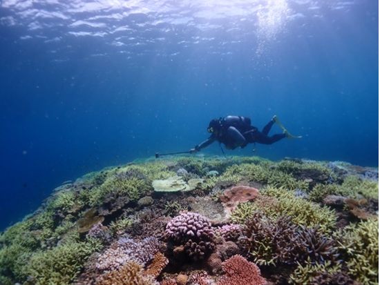 1日ファンダイビングツアー 石垣島・周辺離島の海で感動体験 透き通ったクリアな海でダイビングを楽しむ！写真・動画プレゼント＜昼食付き／1日／石垣発＞
