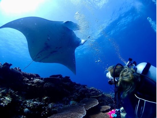 1日ファンダイビングツアー 石垣島・周辺離島の海で感動体験 透き通ったクリアな海でダイビングを楽しむ！写真・動画プレゼント＜昼食付き／1日／石垣発＞