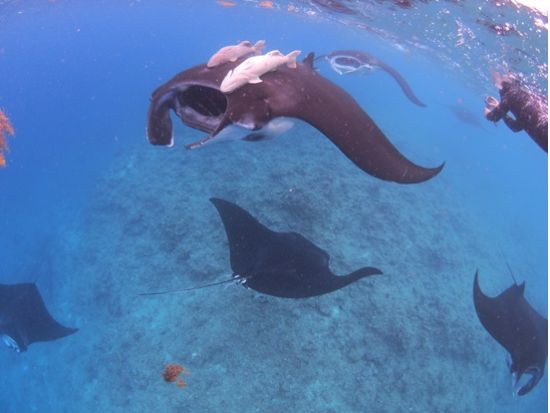 1日ファンダイビングツアー 石垣島・周辺離島の海で感動体験 透き通ったクリアな海でダイビングを楽しむ！写真・動画プレゼント＜昼食付き／1日／石垣発＞