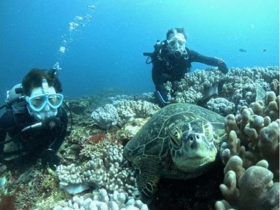 1日ファンダイビングツアー 石垣島・周辺離島の海で感動体験 透き通ったクリアな海でダイビングを楽しむ！写真・動画プレゼント＜昼食付き／1日／石垣発＞