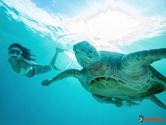 レダン島2泊3日宿泊パッケージ　専用ジェットで行く5つ星リゾート「The Taaras Beach & Spa Resort」＜食事付き／クアラルンプール発＞