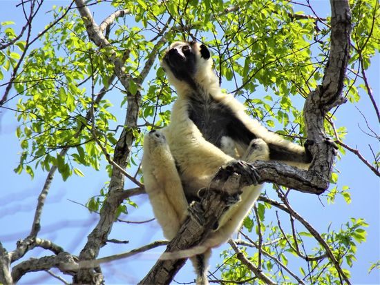 Africa_Madagascar_Kirindy Forest_pixta_72588536