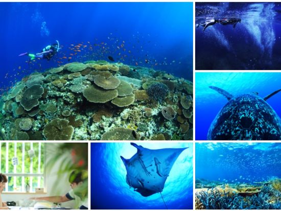 石垣島体験ダイビング 選べる4つのプランで石垣島の海を満喫 透明度抜群の海でダイビングデビュー＜半日or1日／写真データ込み／石垣島＞