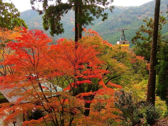 太龍寺紅葉１２