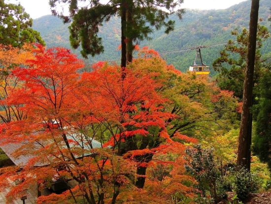 【当日予約可！事前予約100円割引】太龍寺ロープウェイ往復チケット 1級河川那賀川と2つの山を越える大型ロープウェイ＜徳島＞