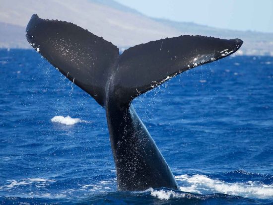 ホエールウォッチ　定員6名の少人数で楽しむクルーズ　ソフトドリンク＆スナック付き！貸切プランもご用意＜12月～4月／ワイキキ発＞