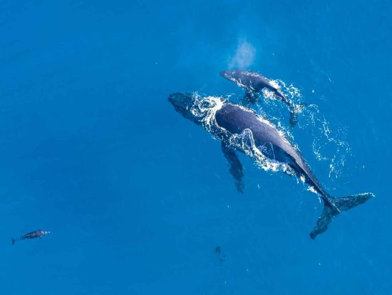 ホエールウォッチ　定員6名の少人数で楽しむクルーズ　ソフトドリンク＆スナック付き！貸切プランもご用意＜12月～4月／ワイキキ発＞