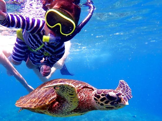 【石垣発】幻の島＆ウミガメ大冒険！盛りだくさんツアー⭐︎ 片道船券付き！！無料『水中動画・マーメイド体験、シャワー』
