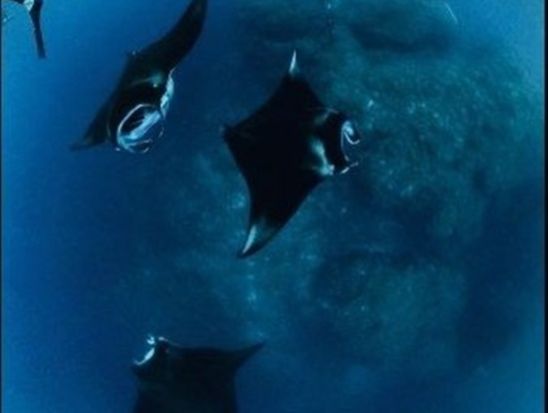 1日シュノーケリングツアー 石垣島・周辺離島から当日ベストな八重山の海を満喫！写真・動画プレゼント＜昼食付き／1日／石垣発＞