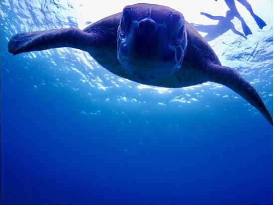 1日シュノーケリングツアー 石垣島・周辺離島から当日ベストな八重山の海を満喫！写真・動画プレゼント＜昼食付き／1日／石垣発＞