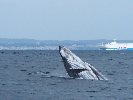 那覇発ホエールウォッチング　貸切チャーターで大迫力のザトウクジラに会いに行こう！慶良間の海で感動の出会いを＜クジラ写真プレゼント／那覇市内送迎／1月～3月＞