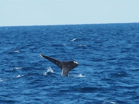 那覇発ホエールウォッチング　貸切チャーターで大迫力のザトウクジラに会いに行こう！慶良間の海で感動の出会いを＜クジラ写真プレゼント／那覇市内送迎／1月～3月＞