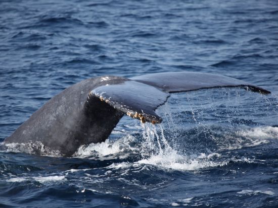 那覇発ホエールウォッチング　貸切チャーターで大迫力のザトウクジラに会いに行こう！慶良間の海で感動の出会いを＜クジラ写真プレゼント／那覇市内送迎／1月～3月＞