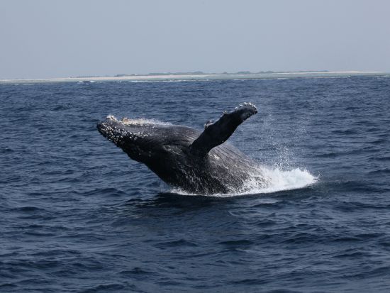 那覇発ホエールウォッチング　貸切チャーターで大迫力のザトウクジラに会いに行こう！慶良間の海で感動の出会いを＜クジラ写真プレゼント／那覇市内送迎／1月～3月＞