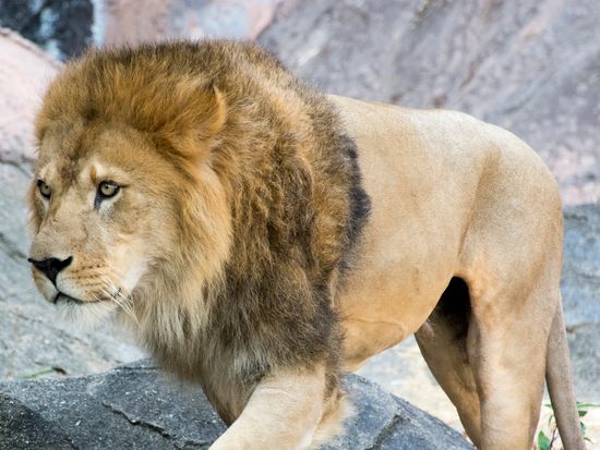 Generic_Lion_pixta_38615527_M