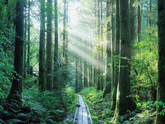 【充実の登山装備レンタル付き】屋久島 縄文杉日帰りトレッキングツアー　登山口までの送迎手配も可能　by Yamakara屋久島