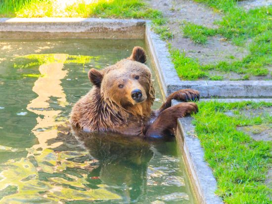 Barengraben_Bear Park_AdobeStock_546488730