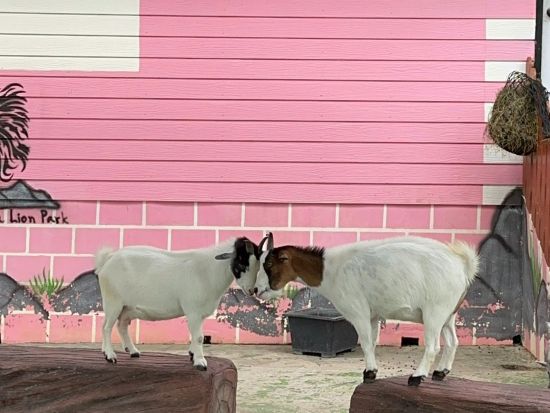 シーアユタヤ ライオンパーク「Sri Ayuttaya Lion Park」入場チケット事前予約＜送迎オプションあり＞