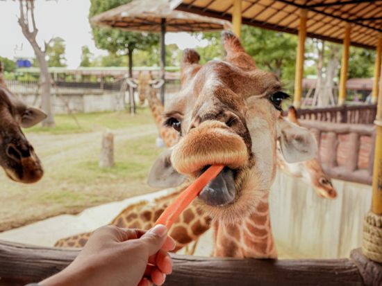 シーアユタヤ ライオンパーク「Sri Ayuttaya Lion Park」入場チケット事前予約＜送迎オプションあり＞