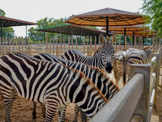 シーアユタヤ ライオンパーク「Sri Ayuttaya Lion Park」入場チケット事前予約＜送迎オプションあり＞