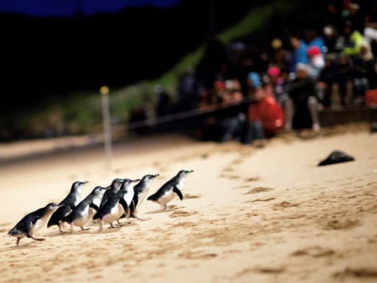 メルボルン市内観光＆フィリップ島ペンギンパレードツアー　世界遺産＋野生動物に出会える欲張りツアー　＜英語ガイド＞