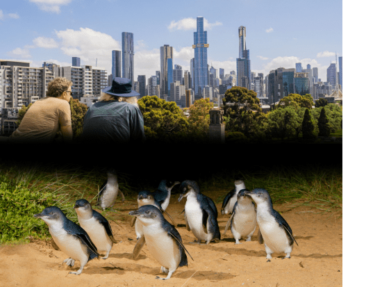 メルボルン市内観光＆フィリップ島ペンギンパレードツアー　世界遺産＋野生動物に出会える欲張りツアー　＜英語ガイド＞