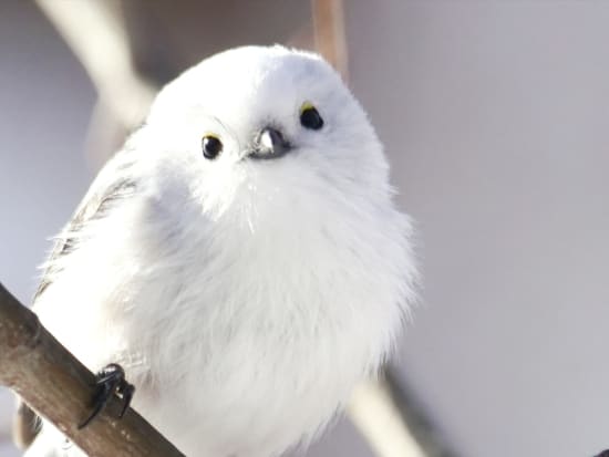 スノーシュー半日ツアー 旭山記念公園コース エゾリスや雪の妖精シマエナガに出会う！雪の散策路や林の中を歩こう＜12～3月／札幌中心部送迎付＞