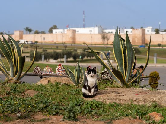 4. Explore the Historical Wonders of Rabat - A Day Trip from Fes (1)