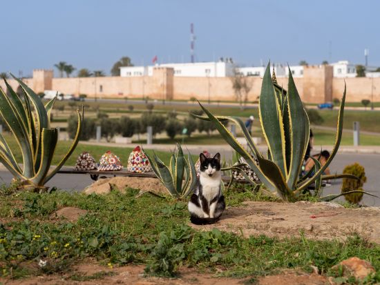 ラバト日帰りツアー　ウダイヤのカスバ＋王家の霊廟などを訪問＜貸切／英語ガイド／フェズ発＞