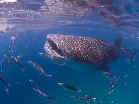 ジンベイザメシュノーケリング