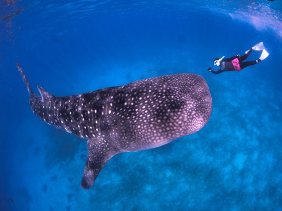 ジンベイザメシュノーケリング＋スミロン島（幻の島・サンドバー）上陸＋カワサン滝トレッキング＜BBQランチ／日本語ガイド／送迎＞