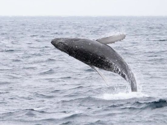 【貸切】ボートでホエールウォッチング＆トロピカルフィッシングツアー　アメリカンビレッジ徒歩5分の港から出港！＜12月～4月／写真無料プレゼント＞