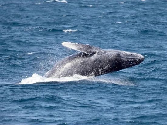 北谷発ホエールウォッチング　グループ貸切のプレイベートツアー　アメリカンビレッジ徒歩5分の港から出港！＜12月～4月／写真無料プレゼント＞