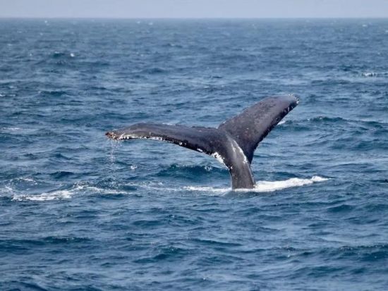 北谷発ホエールウォッチング　グループ貸切のプレイベートツアー　アメリカンビレッジ徒歩5分の港から出港！＜12月～4月／写真無料プレゼント＞