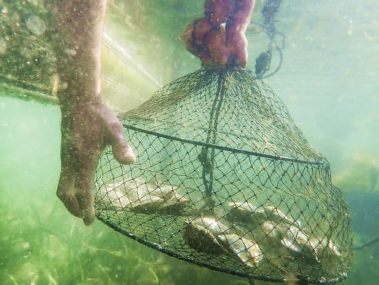 ブロークンベイ パールファーム（BROKEN BAY PEARL FARM）半日ツアー　真珠養殖場で珠出しやリバークルーズ、牡蠣の試食などを満喫！＜シドニー＞