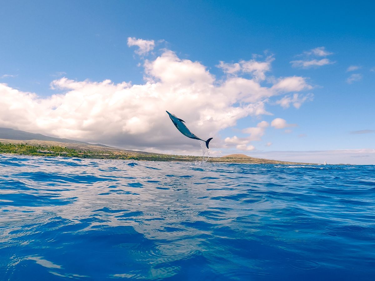 ハワイ島 ケアラケクア湾シュノーケリングツアー 滑り台や飛び込み台