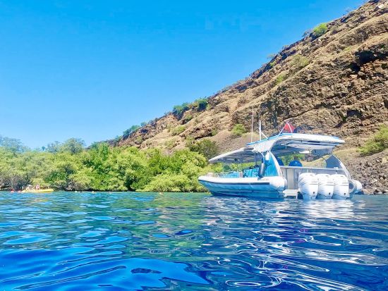 野生のイルカウオッチング＆ケアラケクア湾シュノーケリングクルーズ byイルカ大学＜ランチ付き／英語ガイド（日本語ガイド乗船日あり）＞