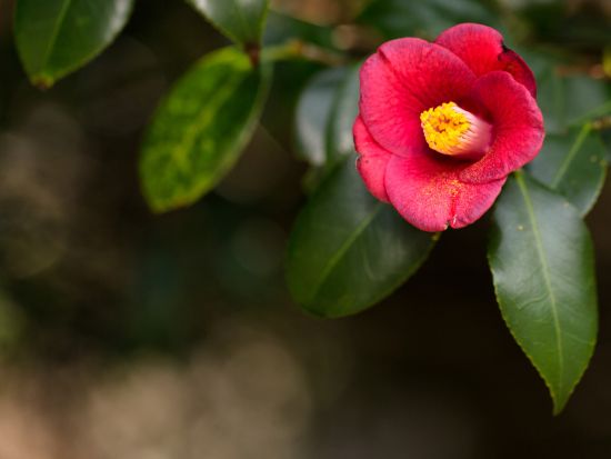 椿オイルでオリジナルアロマ作り体験  自分好みの香りをブレンド ＜プチギフト付き／1時間／新上五島町＞ by 深浦工房