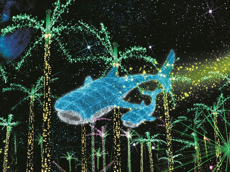 ひかりの海　ジンベエ