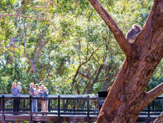 ポートスティーブンス・コアラ・サンクチュアリ（Port Stephens Koala Sanctuary）チケット予約　コアラ観察を満喫＜ポートスティーブンス＞